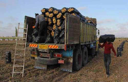 رشد 25 درصد حمل محصولات کشاورزی جنوب‌ کرمان نسبت به سال گذشته